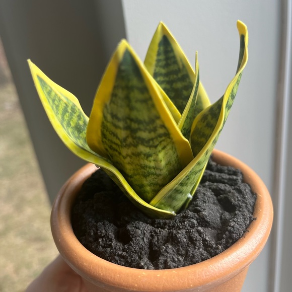 Fake Cactus and Fake Snake Plant with Pots and Realistic texture and Soil! - Picture 4 of 5